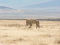 Ngorongoro Crater-224