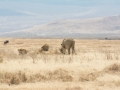 Ngorongoro Crater-226