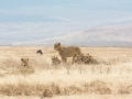 Ngorongoro Crater-228