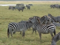 Ngorongoro Crater-57