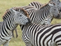 Ngorongoro Crater-60