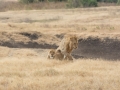 Ngorongoro Crater-75