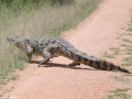 South-Luangwa-2-25