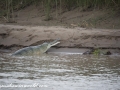 Chitwan NP (53)