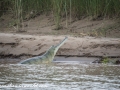 Chitwan NP (55)