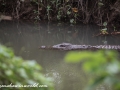 Chitwan NP (88)