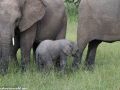 South-Luangwa-3-1-33