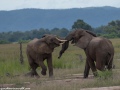 South-Luangwa-4-1-11