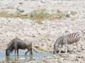 Etosha2-12