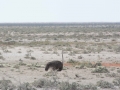 Etosha2-13