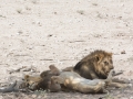 Etosha2-14