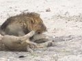 Etosha2-16