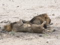 Etosha2-17