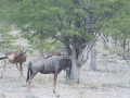 Etosha2-25