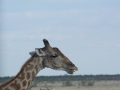 Etosha2-35