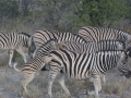 Etosha2-41