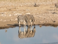 Etosha2-53