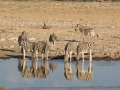 Etosha2-57