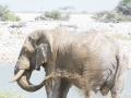 Etosha2-6