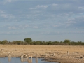 Etosha2-60