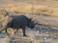 Etosha2-63