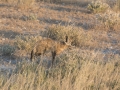 Etosha2-64