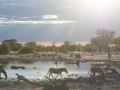 Etosha2-67