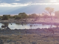 Etosha2-71