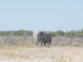 Etosha2-82