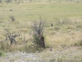 Etosha2-89