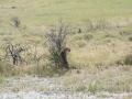 Etosha2-91