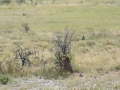 Etosha2-92