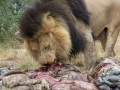 Lion Feeding-96