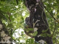 Flying Lemur (1 of 10)