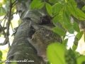 Flying Lemur (10 of 10)