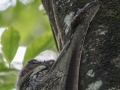 Flying Lemur (3 of 10)