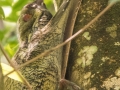 Flying Lemur (4 of 10)