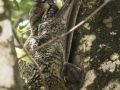 Flying Lemur (5 of 10)