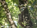 Flying Lemur (6 of 10)