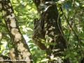 Flying Lemur (7 of 10)