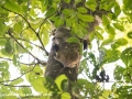 Flying Lemur (8 of 10)