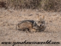 Gir NP (11 of 51)