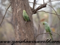 Gir NP (23 of 51)