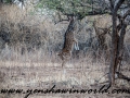 Gir NP (37 of 51)