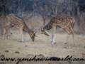 Gir NP (38 of 51)