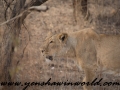 Gir NP (10 of 51)