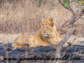 Gir NP (13 of 51)