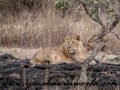 Gir NP (14 of 51)