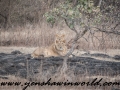 Gir NP (16 of 51)