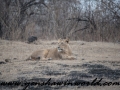 Gir NP (29 of 51)